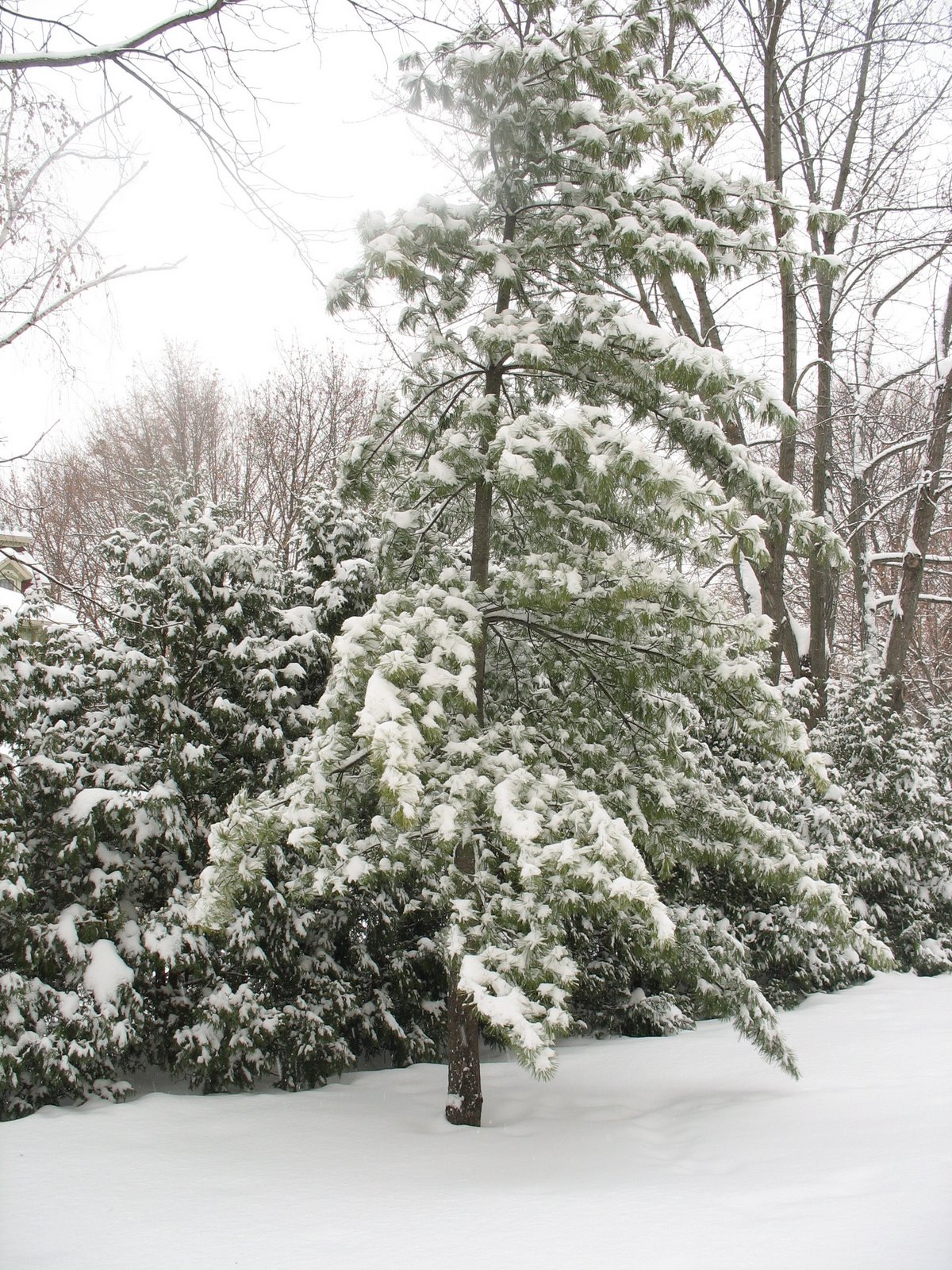 [tree+and+snow.jpg]