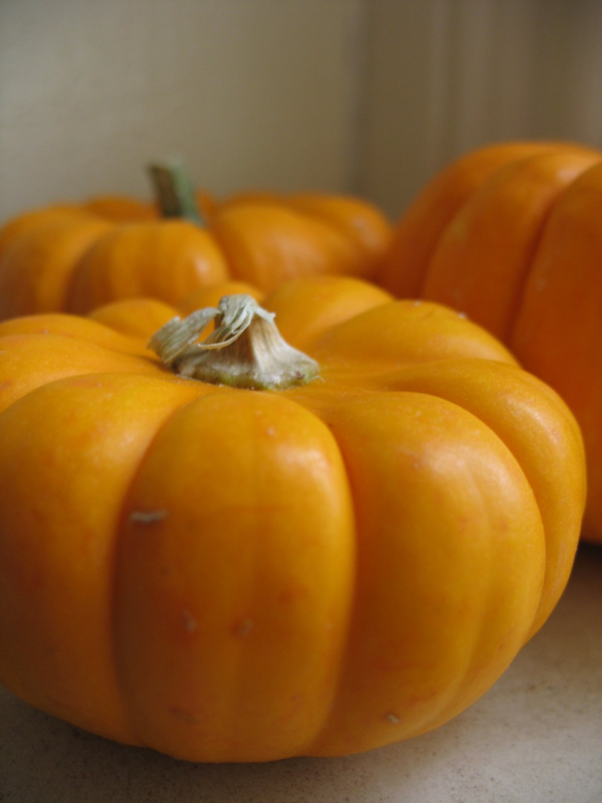 [pumpkins.jpg]