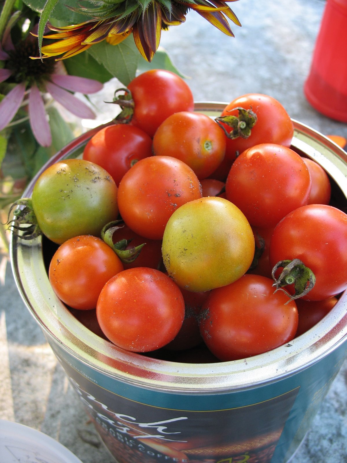 [tomatoes!.jpg]