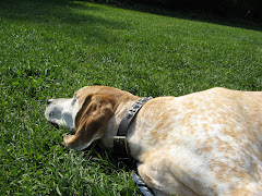 hound in the green grass