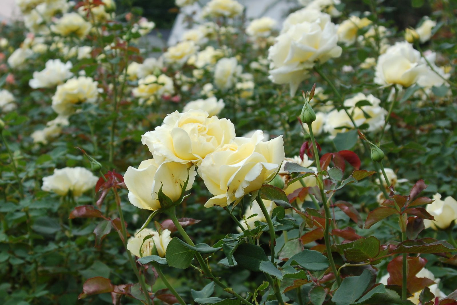 [ladd_white_rosebushes.jpg]