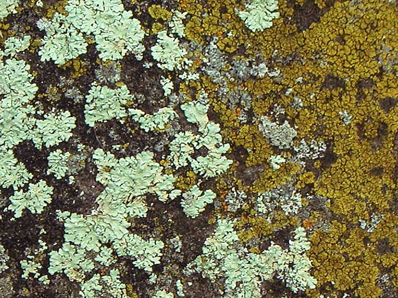 [lichens-sm.jpg]