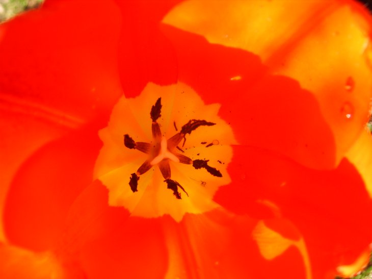 [tulip4.jpg]