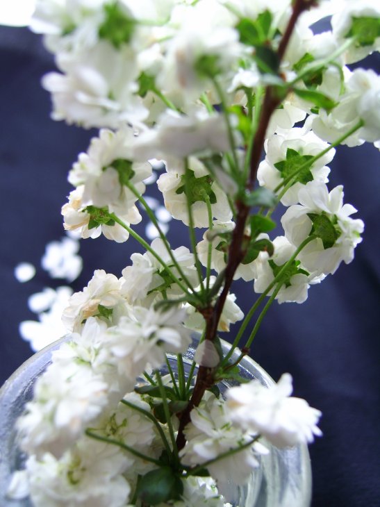 [whiteflowers4.jpg]