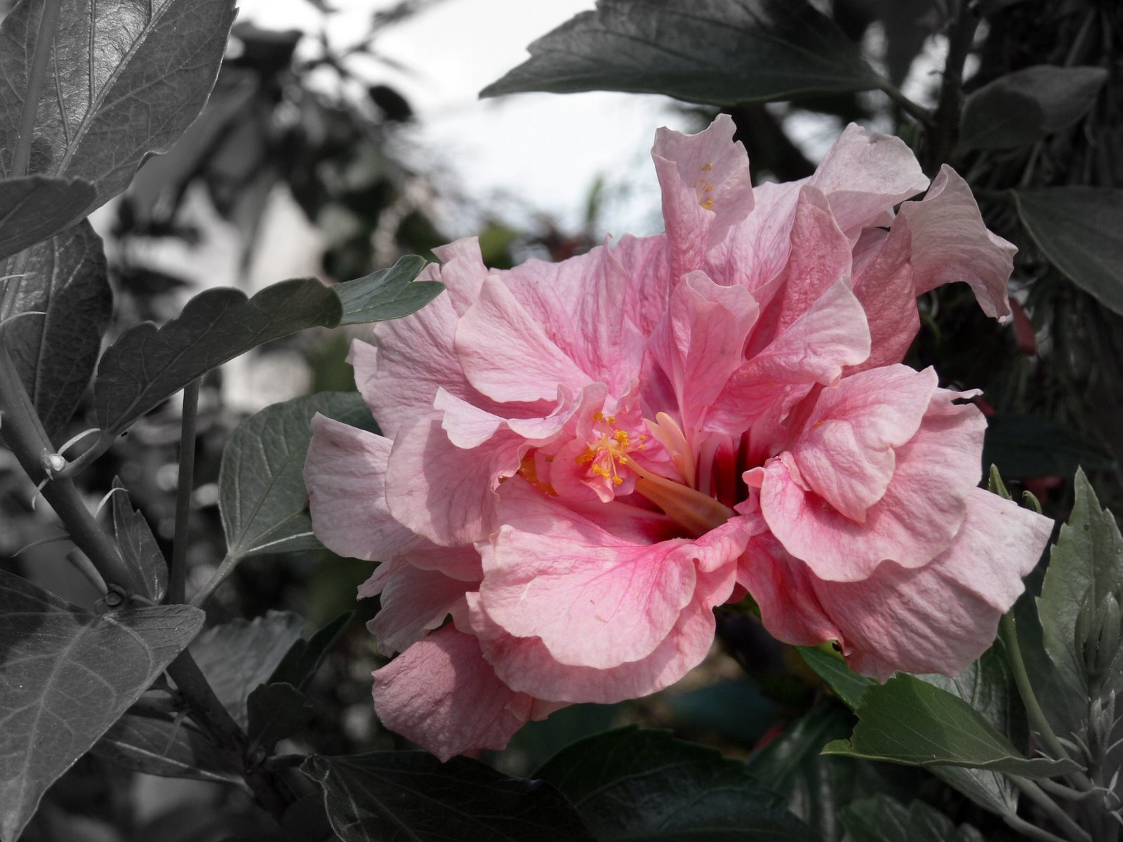 [pinkflowerblur.jpg]