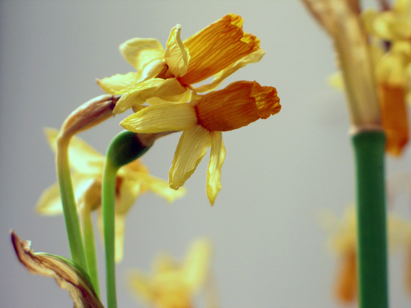 [2007.01.22+daffodillies+dead.jpg]