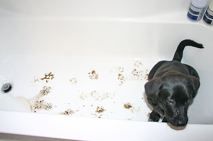 [wet-muddy-dog-in-tub.jpg]