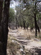 Huachuca Canyon Trail