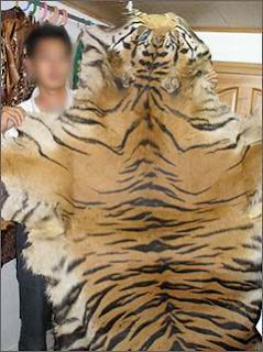Trade in tiger skin in getting worse