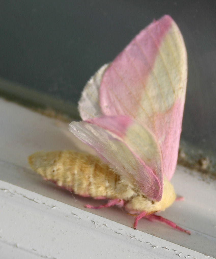 [moth1.jpg]