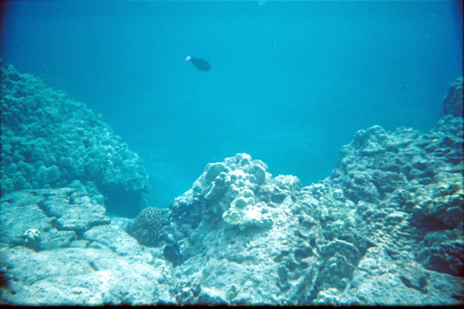 [Snorkeling+4.jpg]