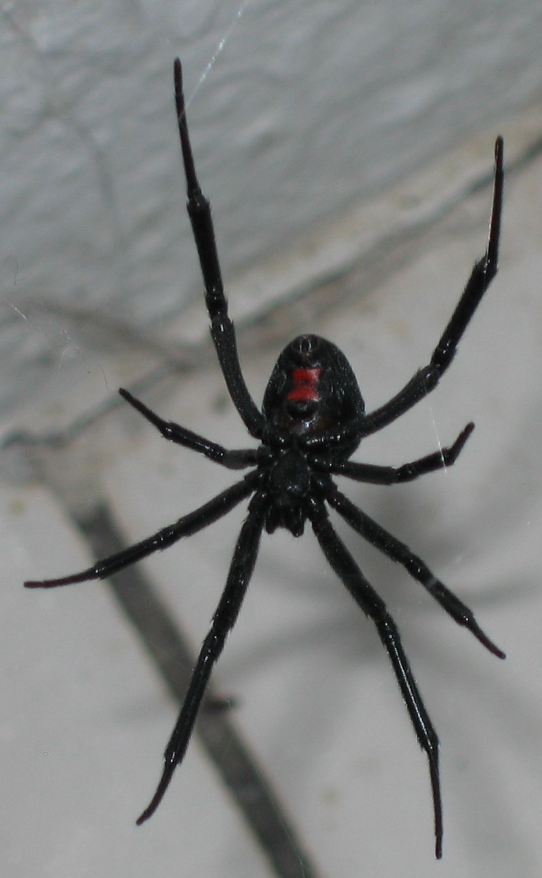 [scary+spider+cropped.JPG]
