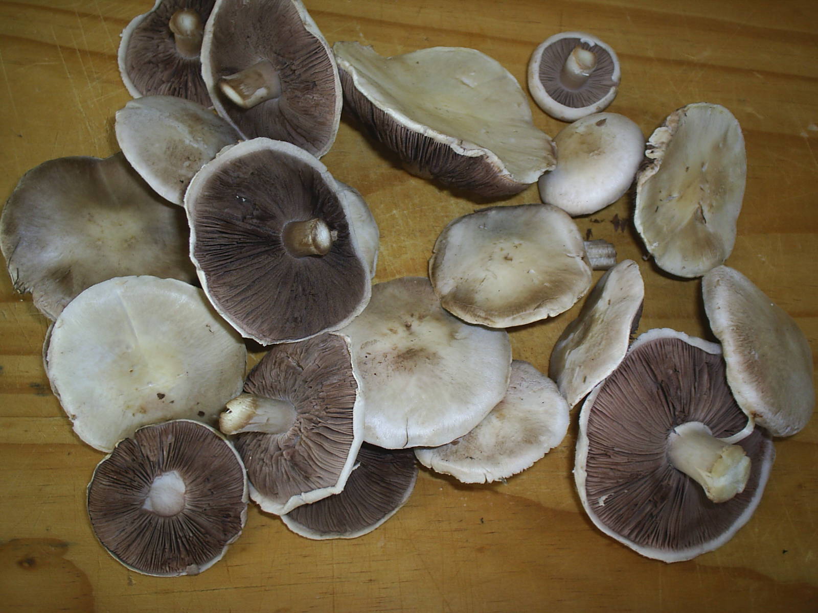 [Mushrooms+002.jpg]