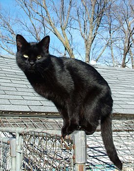 [Black+Cat.jpg]