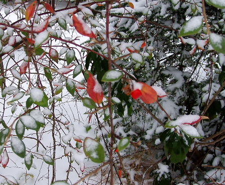 [Red+leaves+in+snow+pix.jpg]