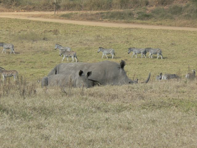 [Rhino:Zebra@Tala.jpg]