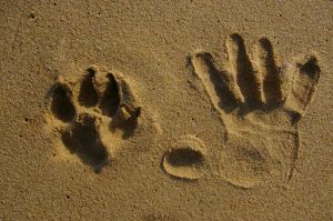 [dog+baby+sandprints.jpg]