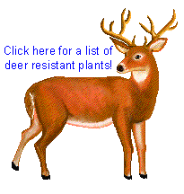 [deer.gif]