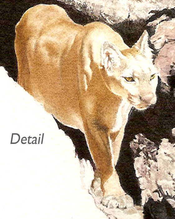 [Cougar-start-2-detail+copy.jpg]