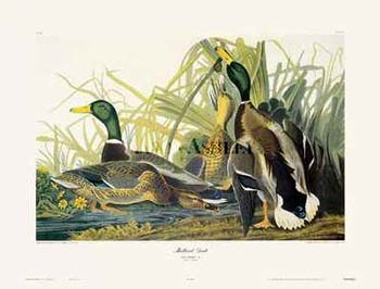 [1781~Mallard-Duck-john+james+audubon.jpg]