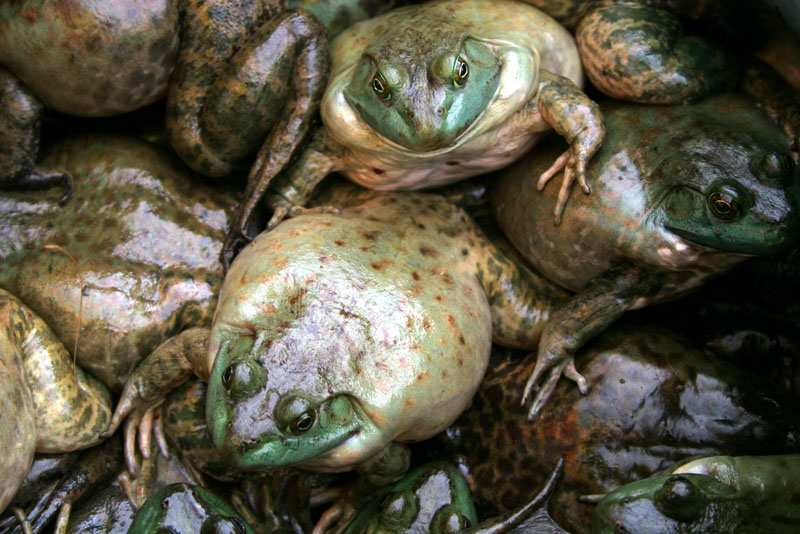 [Frogs.jpg]