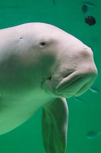 [a-gentle-dugong-near-okinawa.jpg]