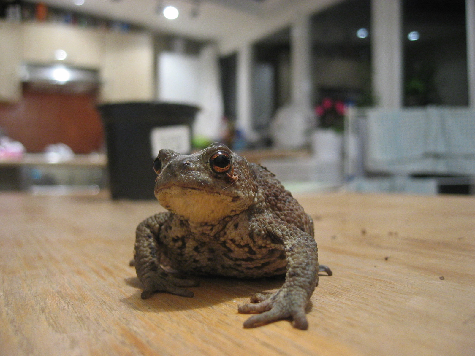 [mr.toad.JPG]