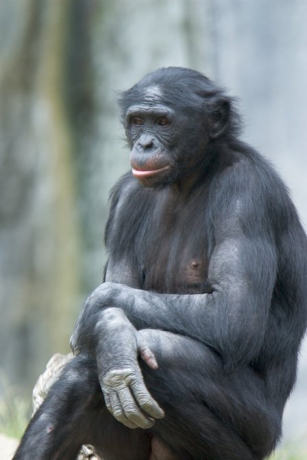 [Bonobo.jpg]