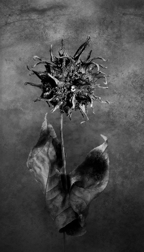 [Flower_Of_Doom_by_IrondoomDesignBW.jpg]