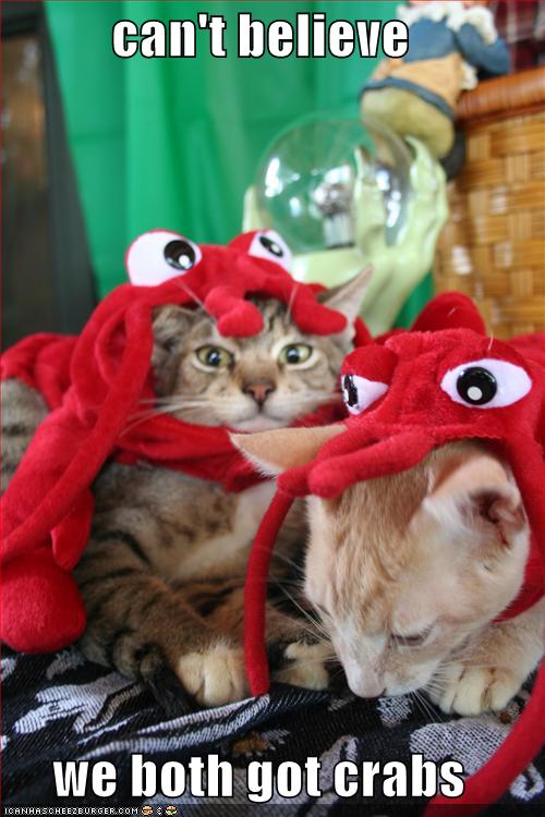 [funny-pictures-cats-crab-hats.jpg]