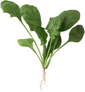 [spinach222.jpg]