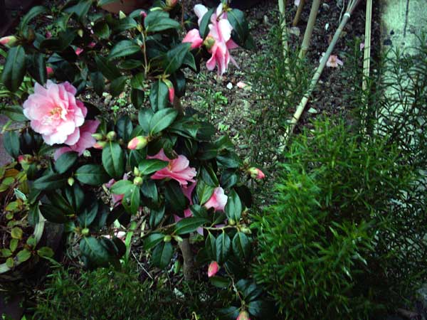 [camellia-jan08.jpg]