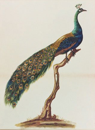 [peacock.jpg]
