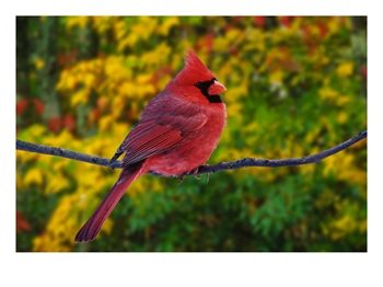 [NA02_AJE0181_M~Male-Northern-Cardinal-in-Autumn-Posters.jpg]