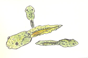 [tadpoles.jpg]