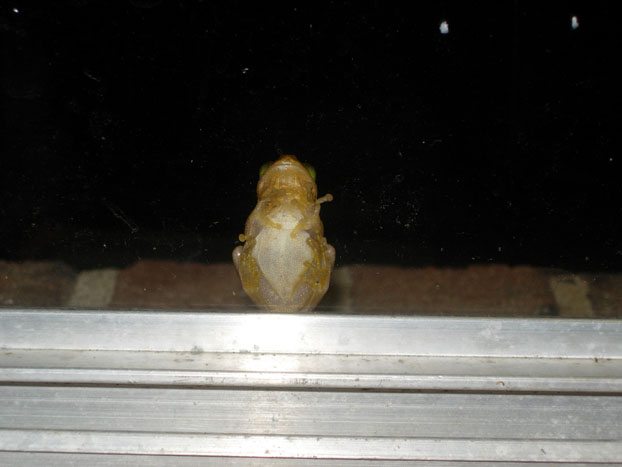[tree+frog+on+kitchen+window.jpg]