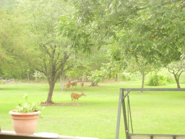 [five+deer+in+yard.jpg]