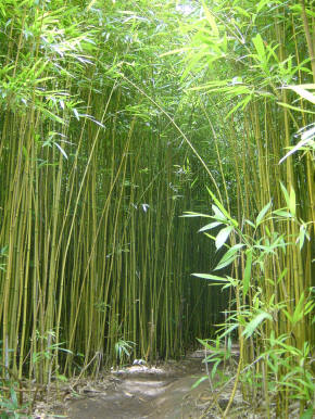 [Caminho+de+bambu.jpg]
