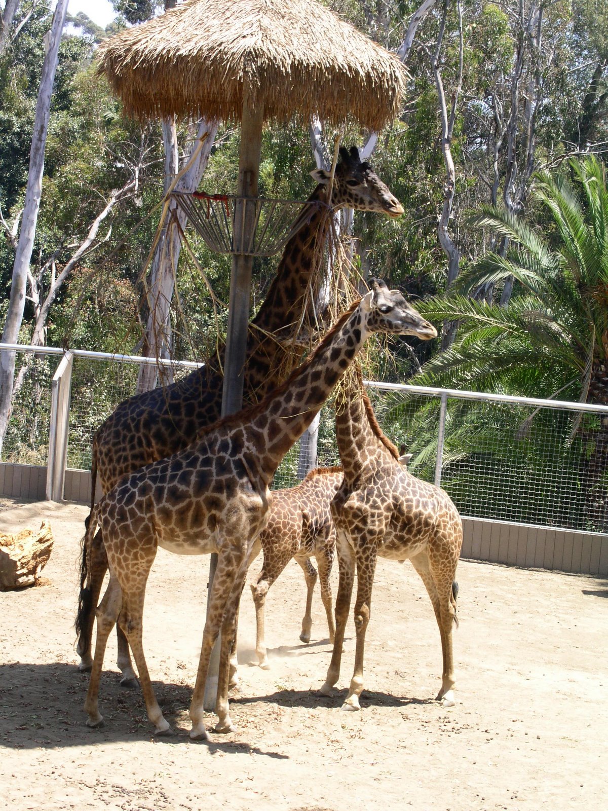 [giraffefamily.jpg]