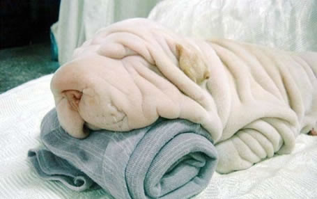[towel-cute-dog-illusion.jpg]