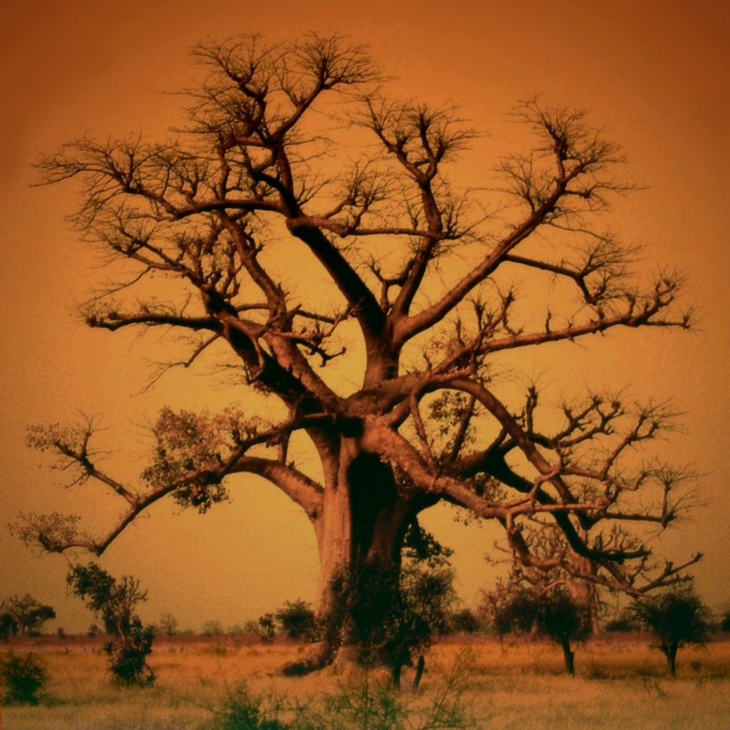 [Africa_Tree_of_Life.jpg]