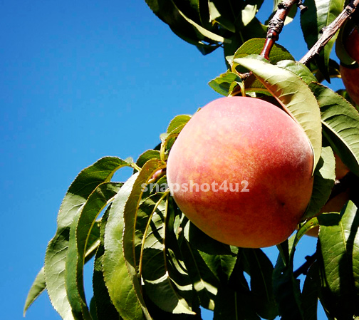 [Peaches.jpg]
