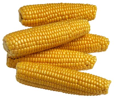 [corn-4.jpg]