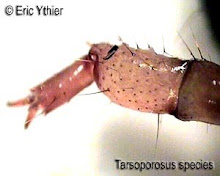 Tarsoporosus sp.