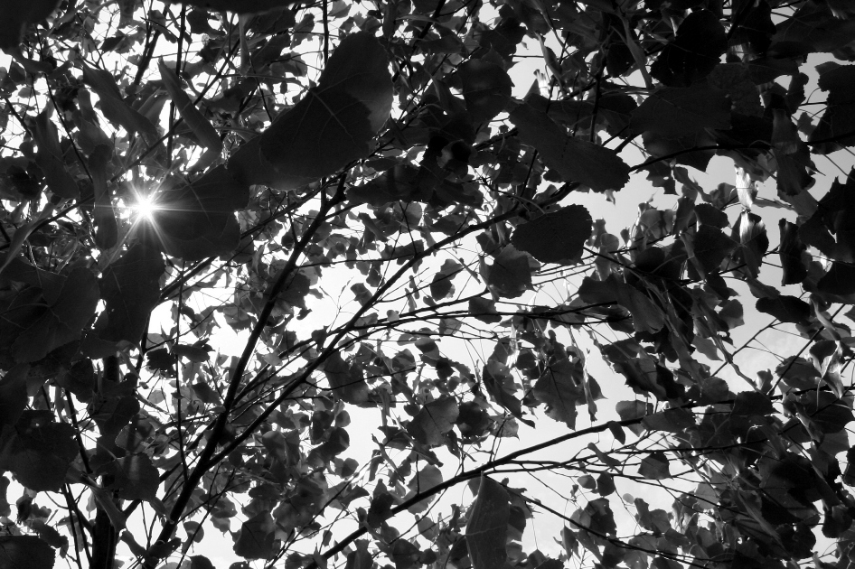 [2007-08-05+Sunny+Tree.JPG]