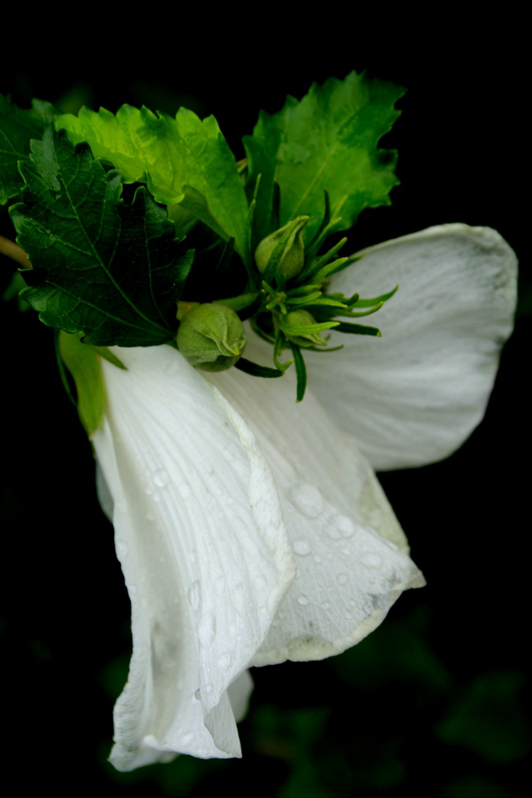 [2007-08-24+White+Flower.JPG]