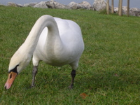 [swan.JPG]