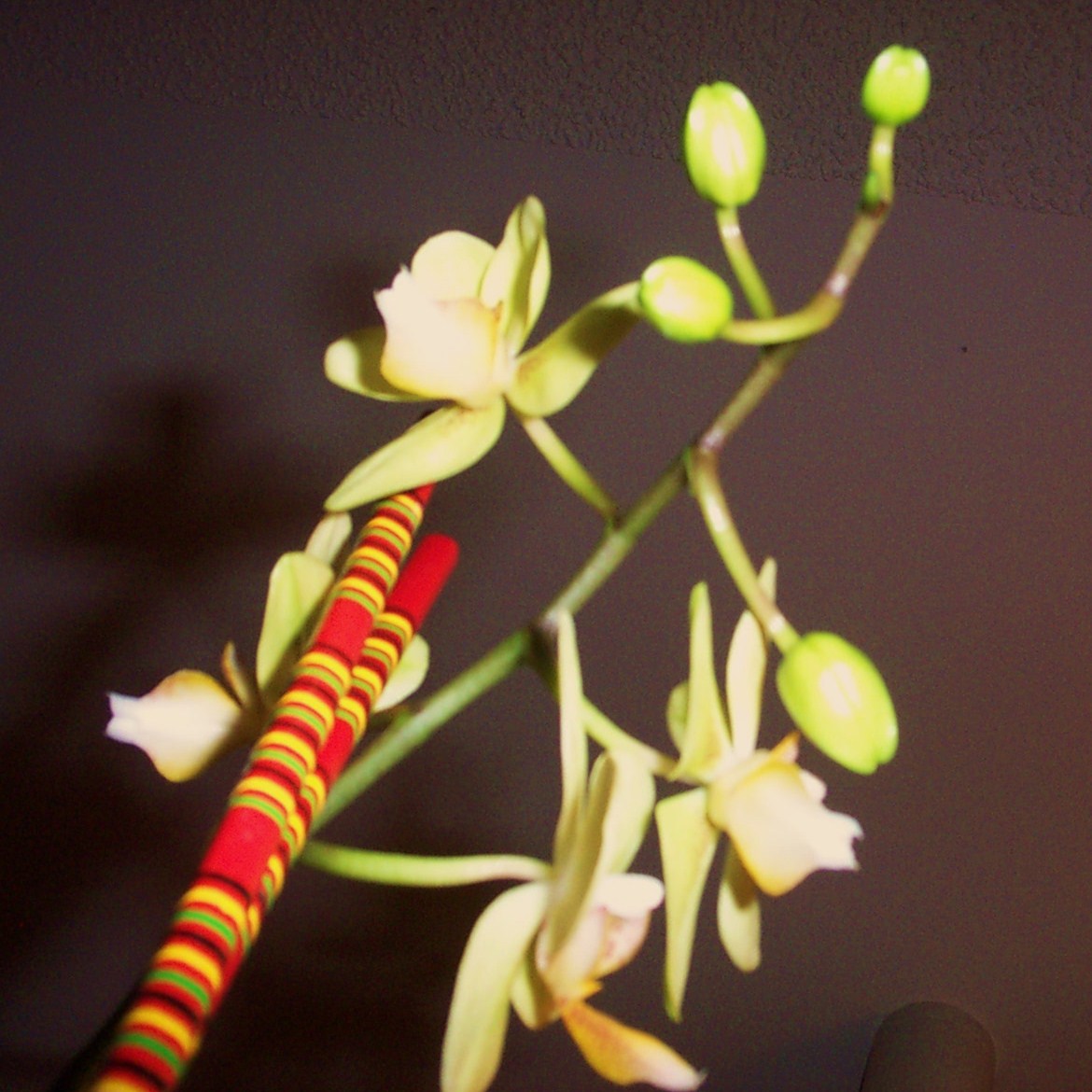 [08+orchid+4+blooms.JPG]