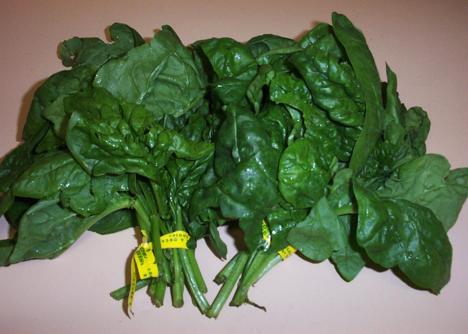 [05+Growing+WA+-+Spinach.JPG]