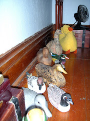 Duck Collection